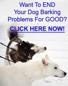 Siberian Husky Barking
