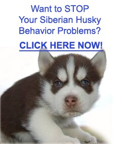 Siberian Husky Problems