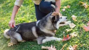 How To Groom A Siberian Husky? 5 Things You Should Know
