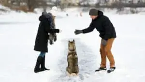 How To Train A Siberian Husky (All Methods Explained)