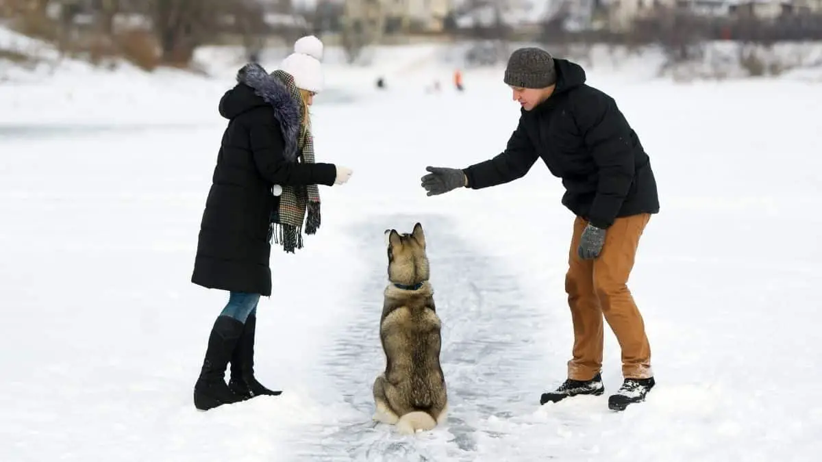 How To Train A Siberian Husky