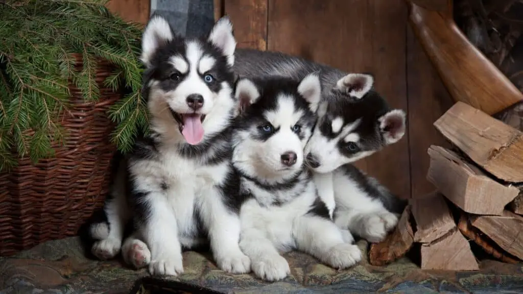 Training a Siberian Husky Puppy