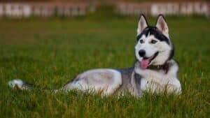 SIBERIAN HUSKY PROBLEMS
