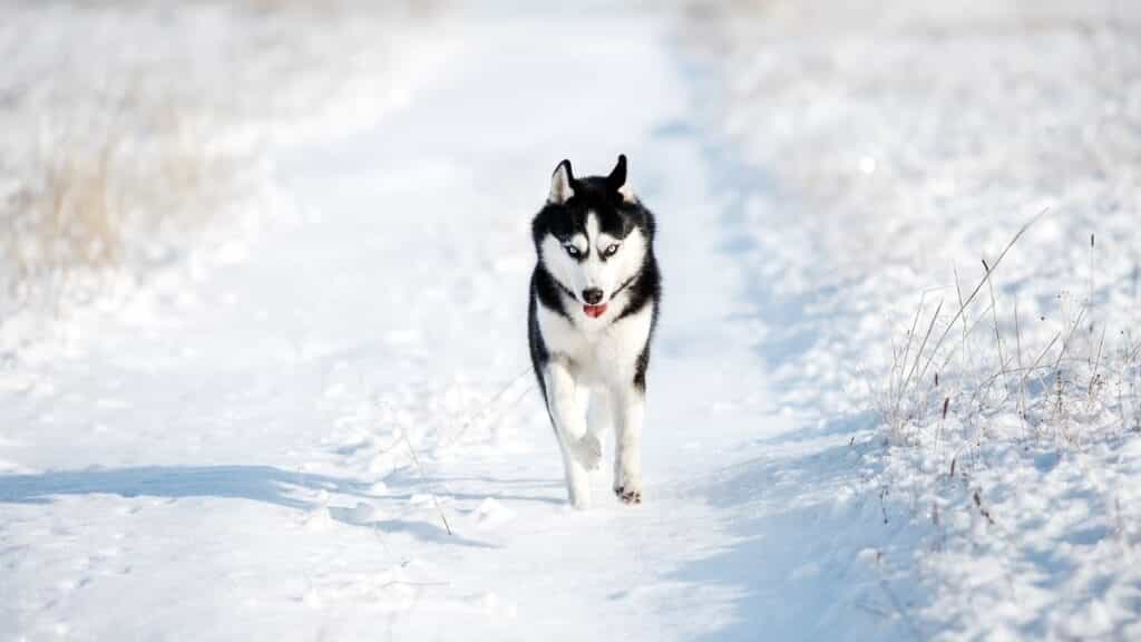 husky exercise equipment