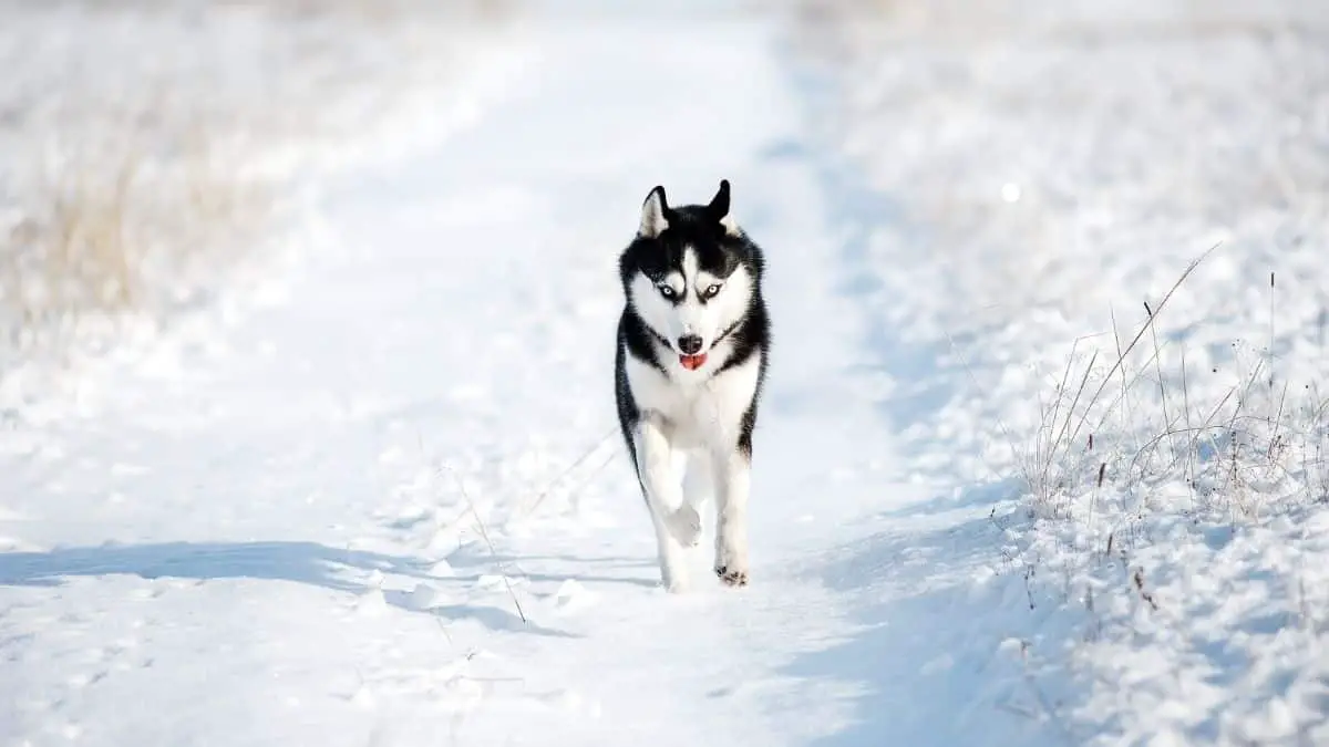 Siberian Husky Obedience