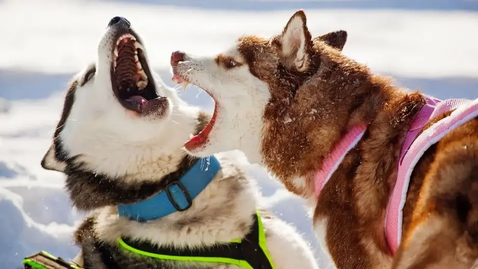 how do you discipline a husky puppy