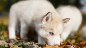 Siberian Husky Whelping