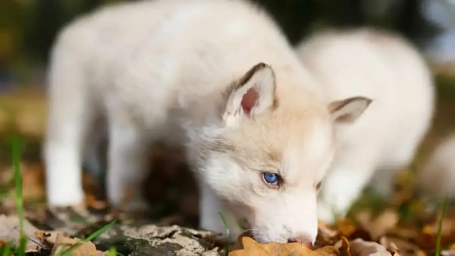 how do you know when a husky is pregnant