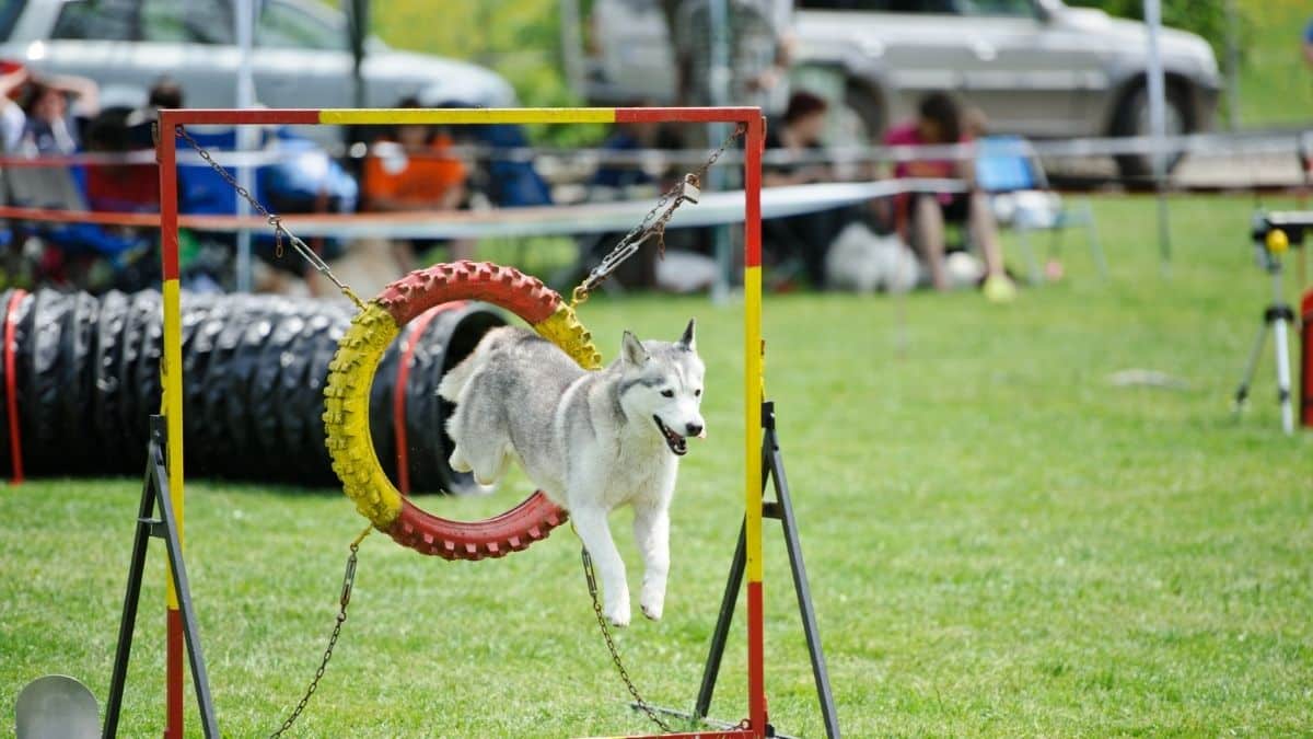 Siberian Husky Agility