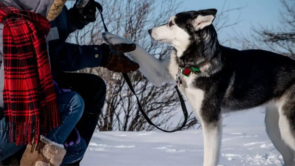 5 Clever Tips To Train Your Siberian Husky