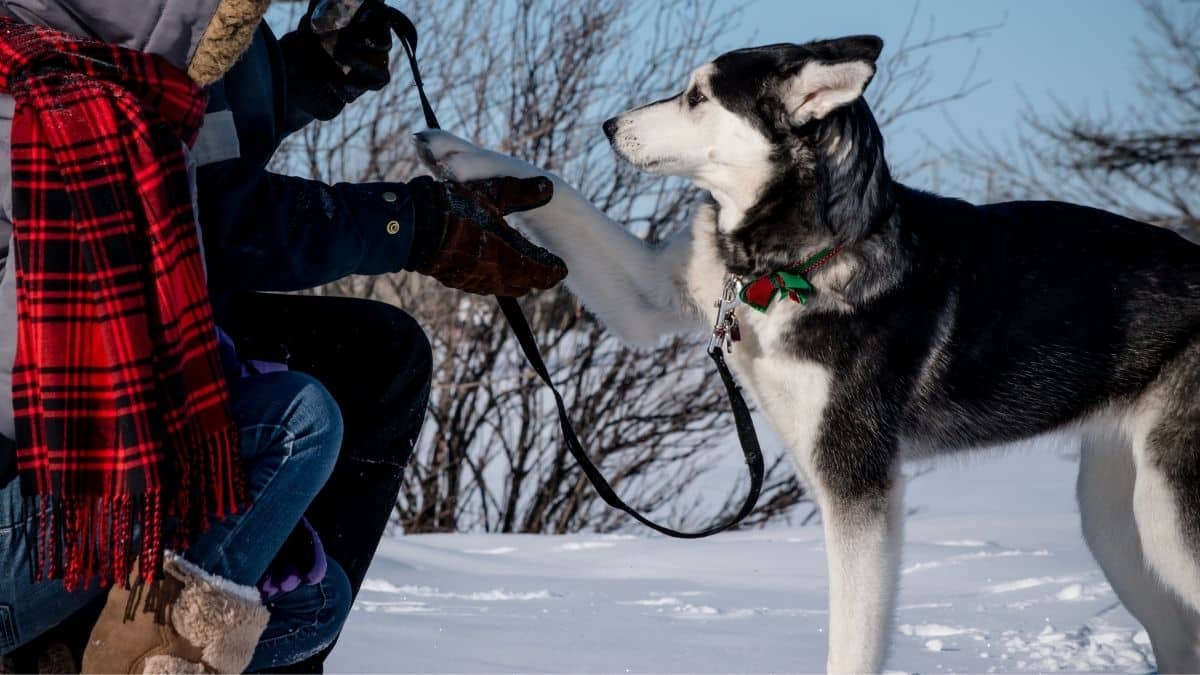 Siberian Husky Tips
