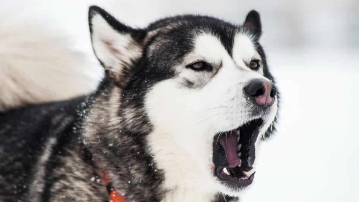 Stop Siberian Husky&#39;s From Barking? You Might Be Surprised