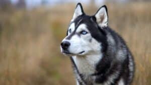 Siberian Husky Behavior