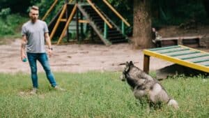 Siberian Husky Training Tips