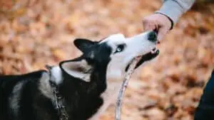 How To Stop Siberian Husky’s Biting? You Might Be Surprised