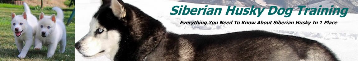 husky agility training