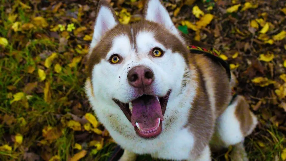 what is agouti husky