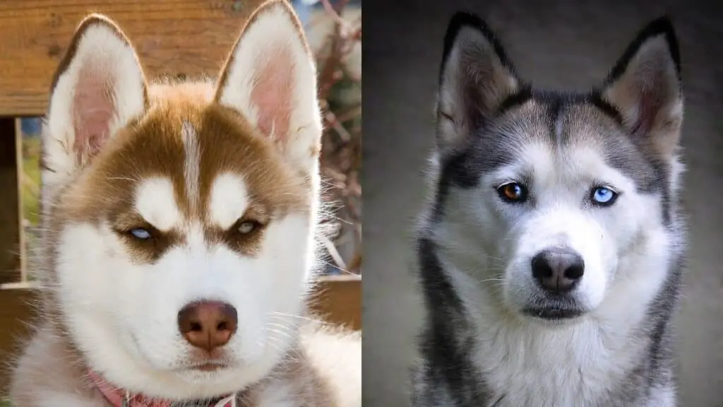 Alaskan Husky Vs. Siberian Husky: What's The Difference? - Siberian ...