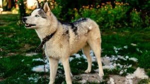 husky mixes that don't shed