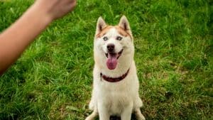 are huskies hard to train
