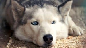 are huskies stubborn