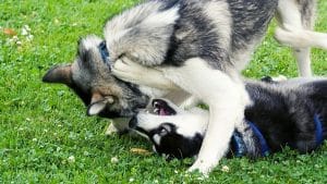 huskies playing