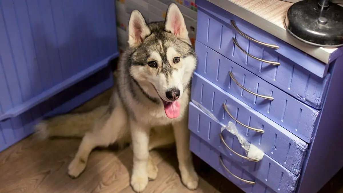 husky in an apartment