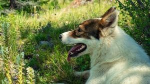 Take Care of Your Husky in Hot Weather