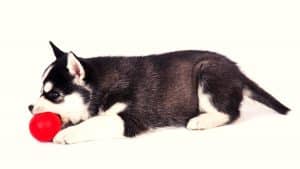 5 Games You Can Play With Your Husky