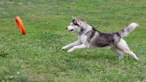Can Huskies Catch Frisbees