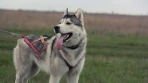 Can Huskies Walk In The Rain