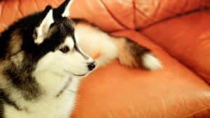 Can Huskies Watch TV