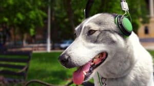 Do Huskies Like Music
