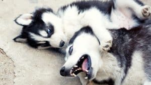 Do Huskies like puppies