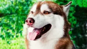 Do Siberian Huskies Breathe Fast? 5 Reasons and Things You Can Do