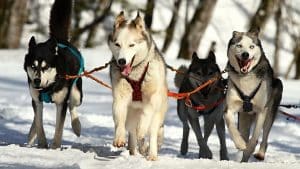 do siberian huskies change colors
