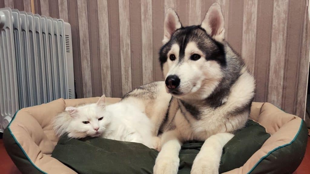 Do Siberian Huskies And Cats Get Along? 7 Things You Should Know