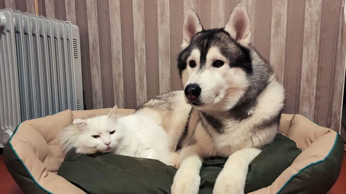 Do Siberian Huskies and Cats get Along