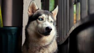 How Long Can Huskies Be Left Alone