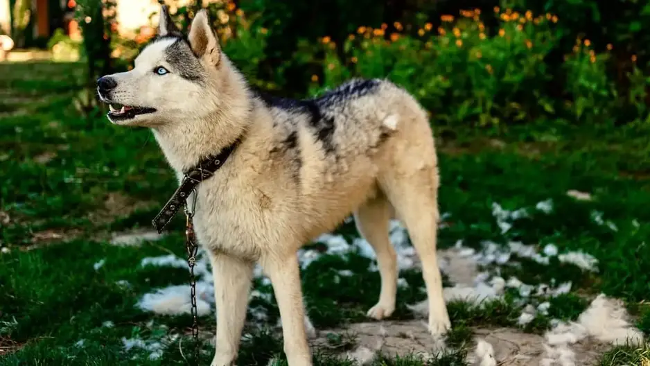 how do i stop my husky from shedding