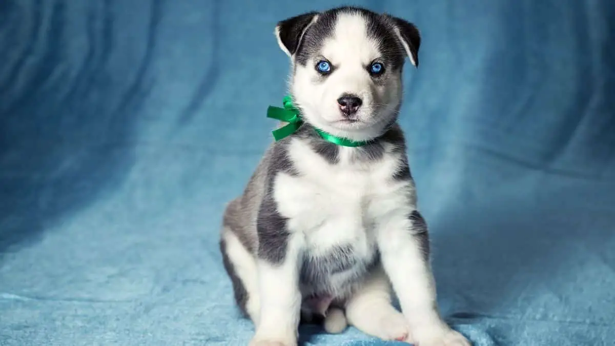 Husky puppies and their ears