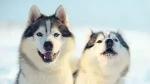 Male Or Female Husky? 8 Things To Consider Before Deciding