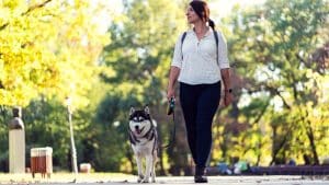 Ten Signs When Husky Wants to Go For A Walk