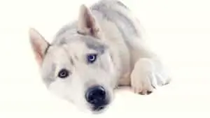 What Are Huskies Scared Of? 6 Surprising Answers