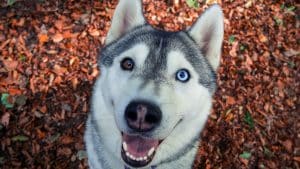husky eyes