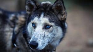 do huskies smell