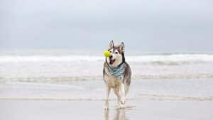 Are Huskies Good At Fetch? 7 Things You Need To Know