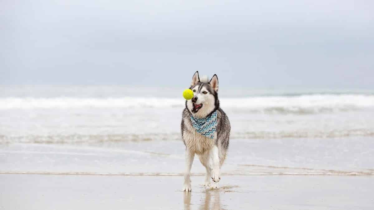 how to teach a husky to fetch