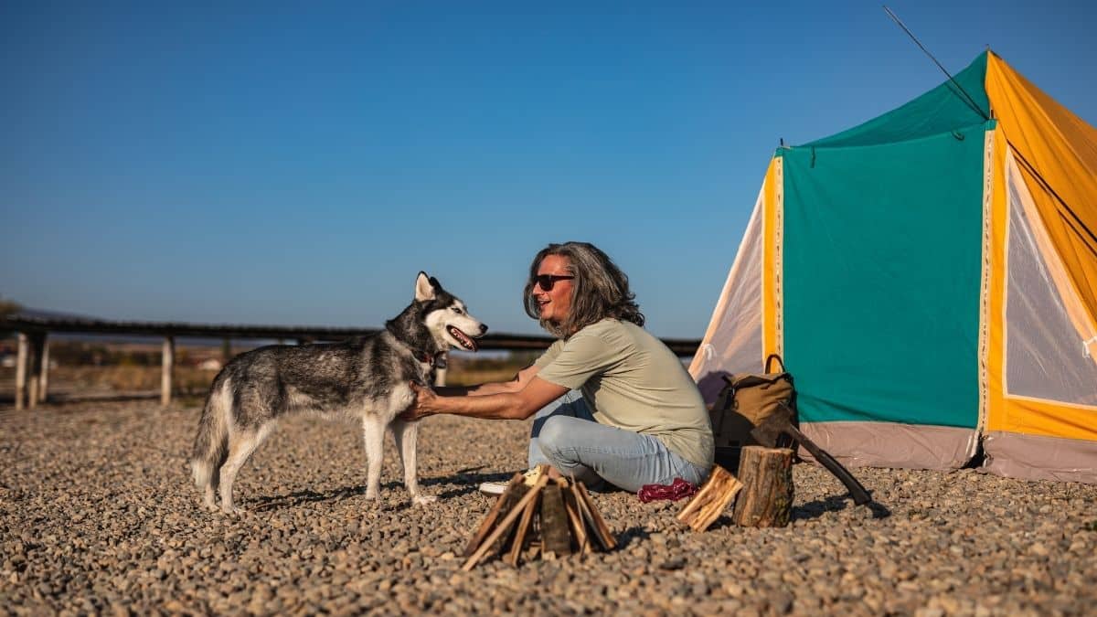 Are Huskies Good Camping Dogs
