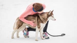 Are Huskies Good Running Partners